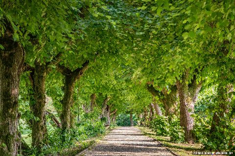 Gemeinde Reichersberg Bezirk Ried Herrengarten Park Bäume (Dirschl Johann) Österreich RI